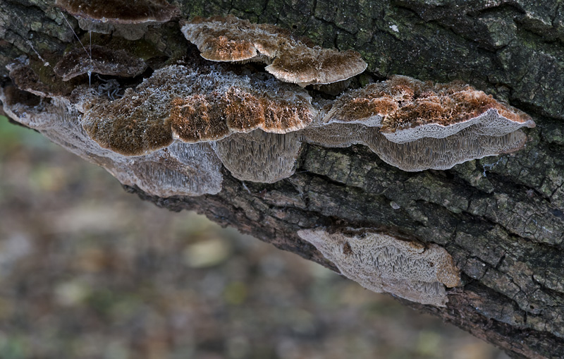 Coriolopsis gallica